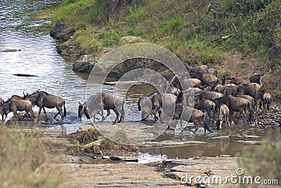 Wild beest migration in tanzania