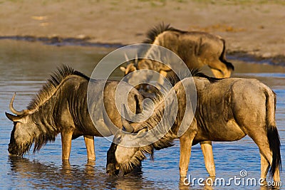 Wild beest migration in tanzania