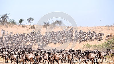 Wild beest migration in tanzania