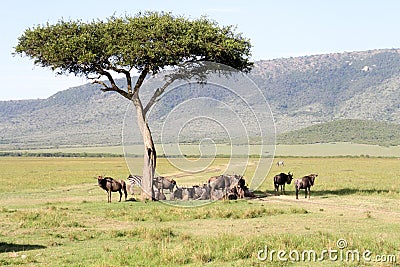 Wild beest migration in tanzania