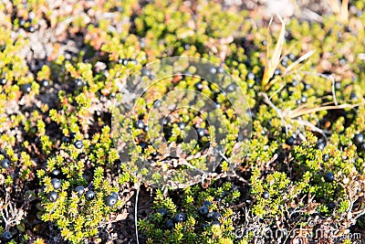 Wild black crowberries on Empetrum nigrum bush in Greenland