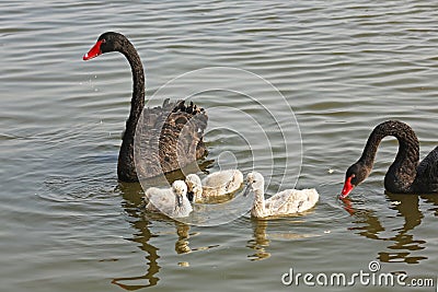Wild black swans