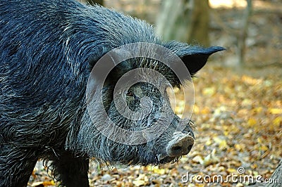 Wild boar in wood.