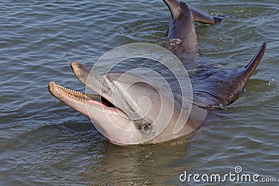 Wild bottle-nosed dolphin, Monkey Mia, Shark Bay