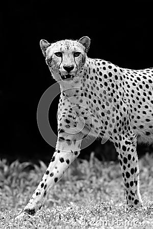 Wild Cheetah