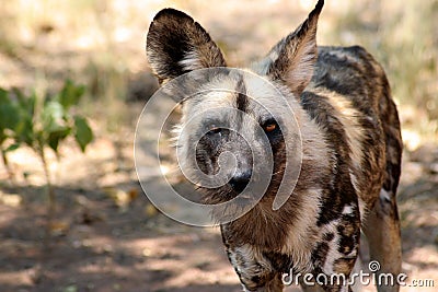 Wild dog facing forwared