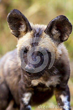 Wild dog in tanzania national park