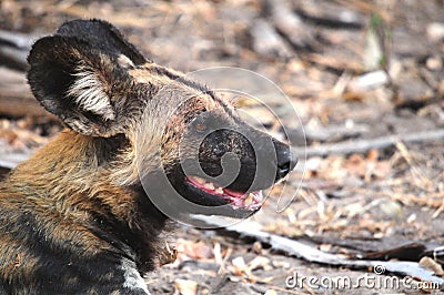 Wild dog in tanzania national park