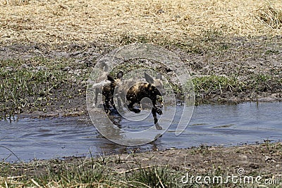 African Wild Dogs Hunting Leaping