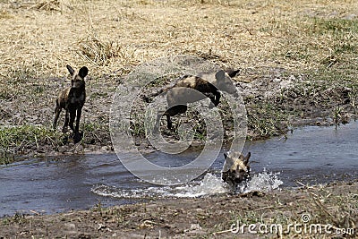 African Wild Dogs Leaping & Hunting