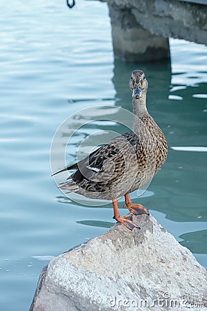 Wild duck standing on a rock