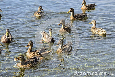 Wild Ducks are Swimming across the Lake