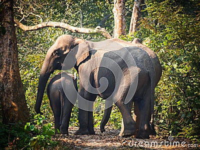 Wild Elephant mother and baby