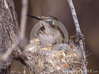 Wild Female Humming Bird on Nest