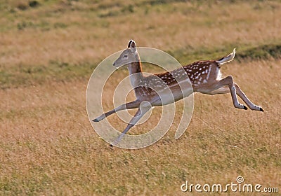 Wild female running Deer