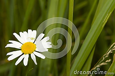 Wild flower with a small spider