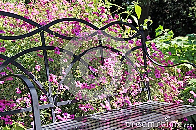 Wild flowers and garden bench