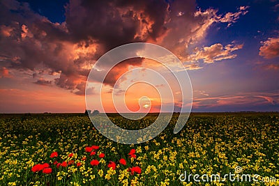 Wild flowers and rural fields in summer under storm sky