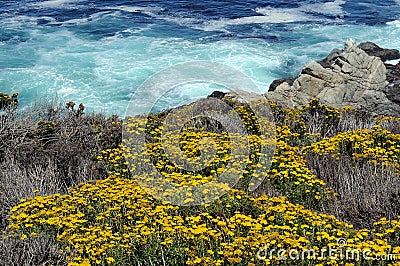 Wild flowers turquoise ocean