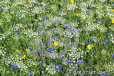 Wild flowers. White, blue and yellow.