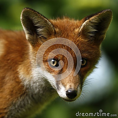 Wild Fox Cub