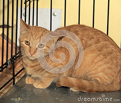 Wild frightened cat in a cage