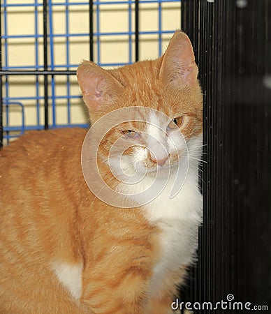 Wild frightened cat in a cage