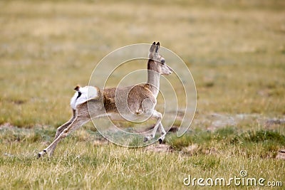 Wild gazelle running