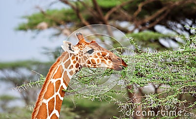 Wild giraffe eating