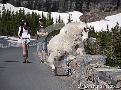 Wild goat crossing stone fence near road