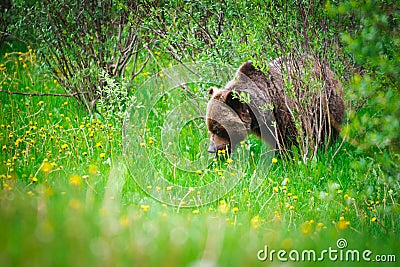 Wild Grizzly Bear