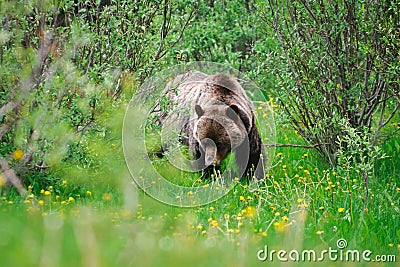 Wild Grizzly Bear