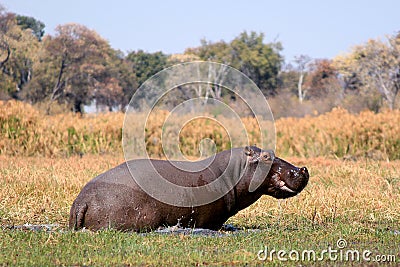 Wild Hippopotamus In Waterhole, Mahango Ga