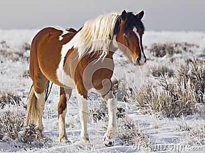 Wild Horse mare called Walks Ahead