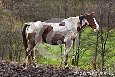 Wild horse with muddy fur