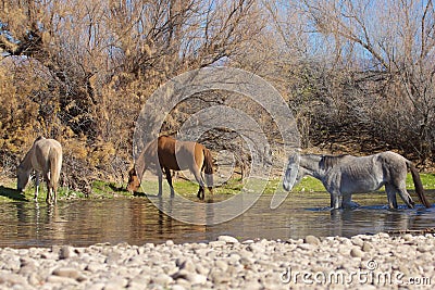 Wild Horse in the Salt River