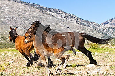 Wild Horses Running In Nevada Spring Mountains