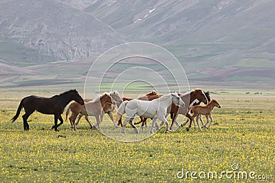 Wild Horses, Umbria