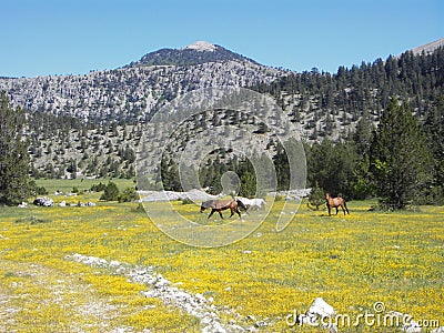 Wild horses and wild flowers