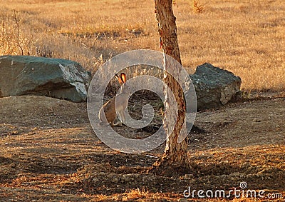 Wild Jack Rabbit