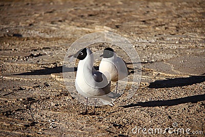 Wild life of Andes mountain range