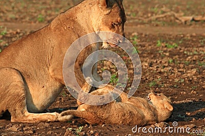 Wild lioness and cub playing