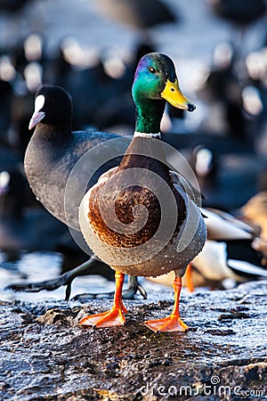 Wild male Mallard duck over coots.