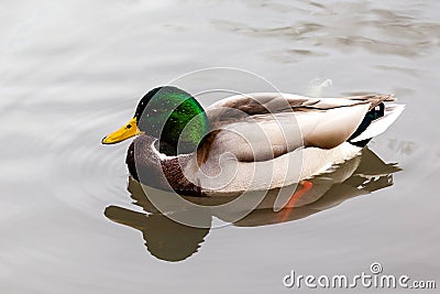 Wild Mallard Duck (Anas platyrhynchos) Swimming on a Lake