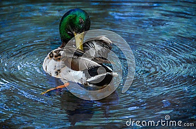Wild Mallard Duck in Water