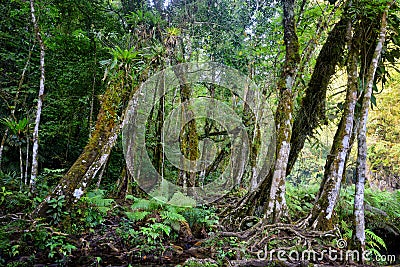 Wild Mayan jungle in the national park Semuc Champey Guatemala