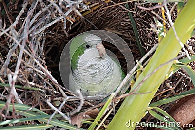 Wild Monk Parakeet