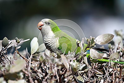 Wild Monk Parakeet