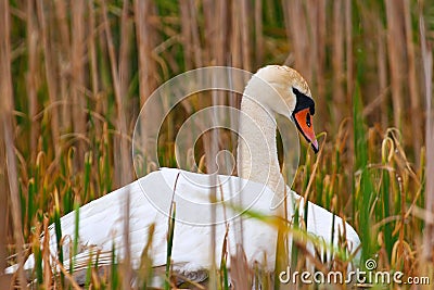 Wild Mother Swan Falls Asleep On Nest