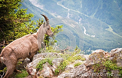 Wild mountain goat Capra ibex